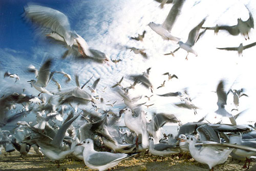 Seagull's movement