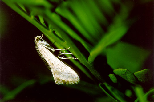 Moth II
